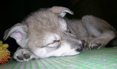 20040117_Nisha_schlaeft