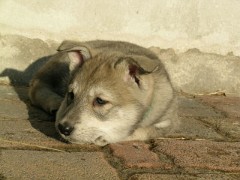 20040117_Nisha_sonnt_sich2