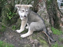 20040201_Nisha_Baum