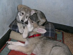 20040201_Nisha_Luna_spielen