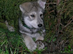 20040201_Nisha_im_Gruenen