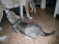 20040201_Nisha_trinkt