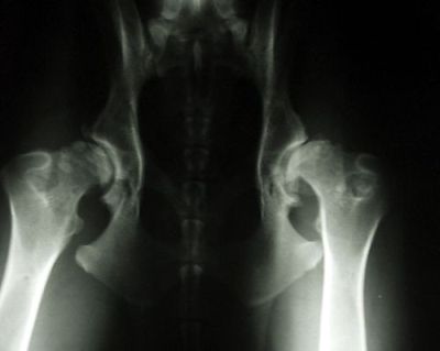 Röntgenbild Hüfte Hund HD E