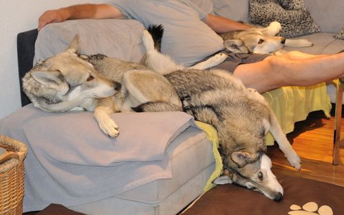 gut erzogene Hunde dürfen auch auf dem Sofa lümmeln