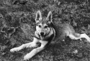 04HalvewolfBaronvandeKilstroomPuppy