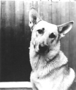 31ViertelwolfVater