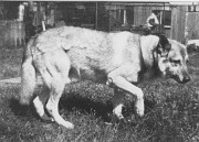 39Nimrod van de Kilstroom