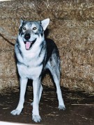 Kazan Lobo Zwart van Helmond 17-5-1986
