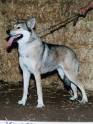 Kimber 10-6-1986