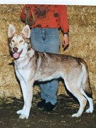 My Lady Du Bois du Loup, geb 26-2-1988