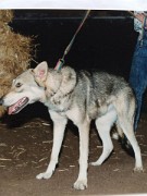 Orpheus of Male Kuryak 1-9-1990