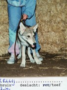 Pamona_Kelly 16-2-1991