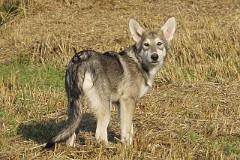 1408-038_Asgard_16_Wochen