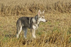 1408-045_Asgard_16_Wochen