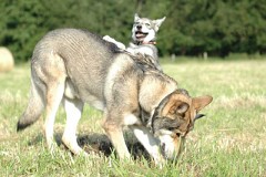 dsc012620070619ih5_Asgard_9_Wochen