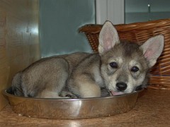 DSC06302_Tara_6_Wochen