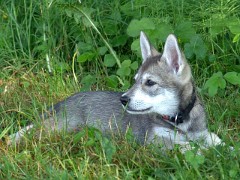 DSC07133_Tara_7_Wochen
