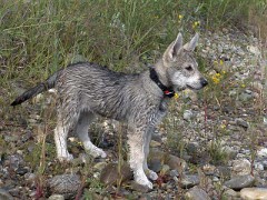 DSC09819_Tara_10_Wochen