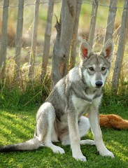 DSC_1786_Tara_18_Wochen