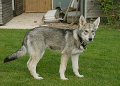 DSC_2286_Tara_18_Wochen