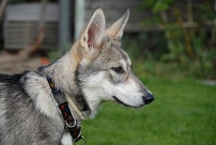 DSC_2287_Tara_18_Wochen