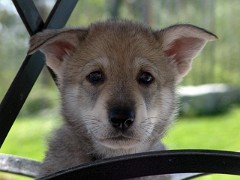 DSC05958_Timish_6_Wochen