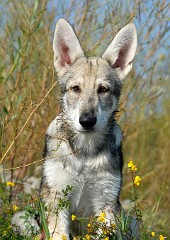 DSC_0042_Timish_15_Wochen