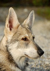 DSC_0637_Timish_15_Wochen