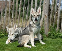 DSC_1286_Timish_17_Wochen