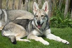 DSC_1294_Timish_17_Wochen