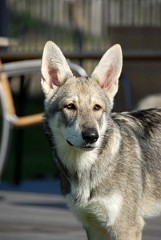DSC_2411_Timish_18_Wochen