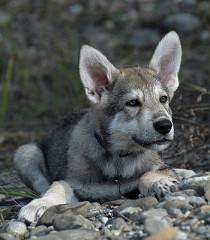 DSC_7393_Nocona_10_Wochen