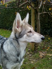 Foto0002_Nova_16_Wochen