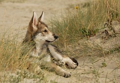 DSC_0843_Shaya_11_Wochen