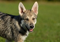 DSC_1236_Shaya_12_Wochen