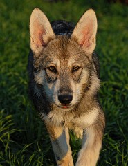 DSC_4686_Shaya_16_Wochen