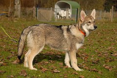DSC_4953_18.5_Wochen