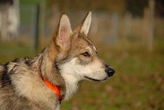 DSC_4954_18.5_Wochen