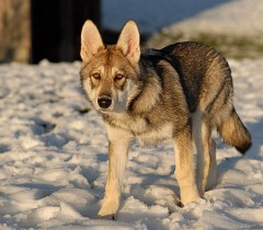 DSC_6007_20_Wochen