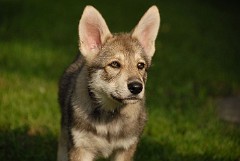 DSC_6853_Shaya_9.5_Wochen