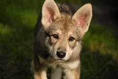 DSC_6854_Shaya_9.5_Wochen