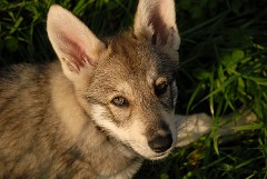 DSC_7242_Shaya_9.5_Wochen