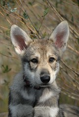 DSC_7498_Shaya_10_Wochen
