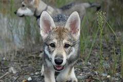 DSC_7533_Shaya_10_Wochen
