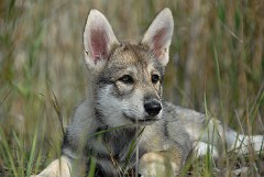 DSC_7628_Shaya_10_Wochen