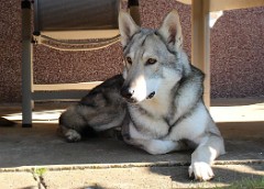 Kenai_5_Jahre2_cut