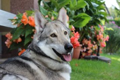 Kenai_5_Jahre4