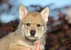 DSC_1979_Tag_35