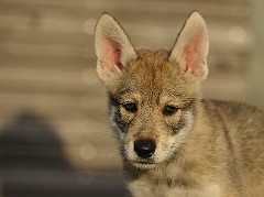 DSC_5222_Tag_52