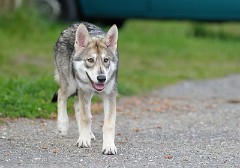 DSC_4975_20_Wochen